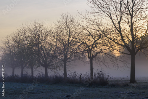 trees in the fog