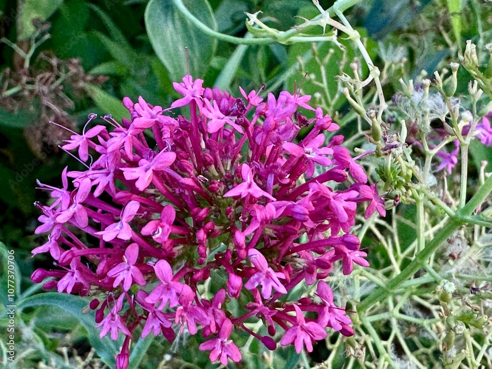 close-up of a red valerian flower with its bright pink color in a garden on a sunny summer day
close-up of a red valerian flower with its bright pink color in a garden on a sunny summer day