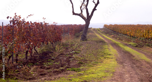 Grape field in autumn . High quality photo