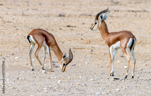 Dorcas gazelle (Gazella dorcas) is a beautiful antelope, inhabits nature dese...