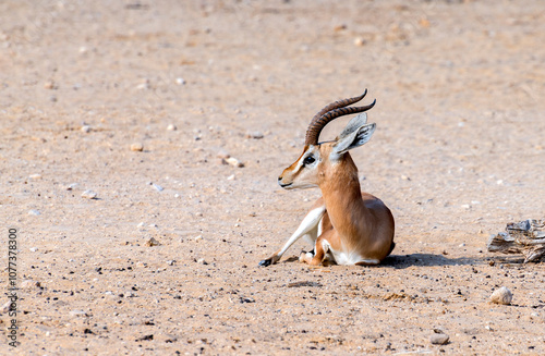 Dorcas gazelle (Gazella dorcas) is a small beautiful antelope, inhabits natur...