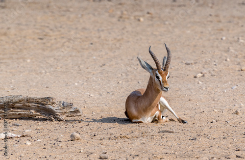 Dorcas gazelle (Gazella dorcas) is a small beautiful antelope, inhabits natur...