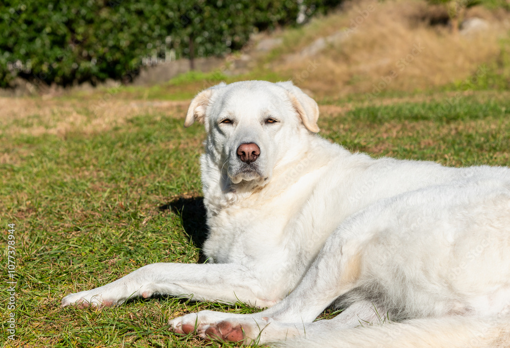 Maremma Sheepdog lying down in the garden on a warm, sunny autumn day. Maremma Sheepdog lying down in the garden on a warm, sunny autumn day.