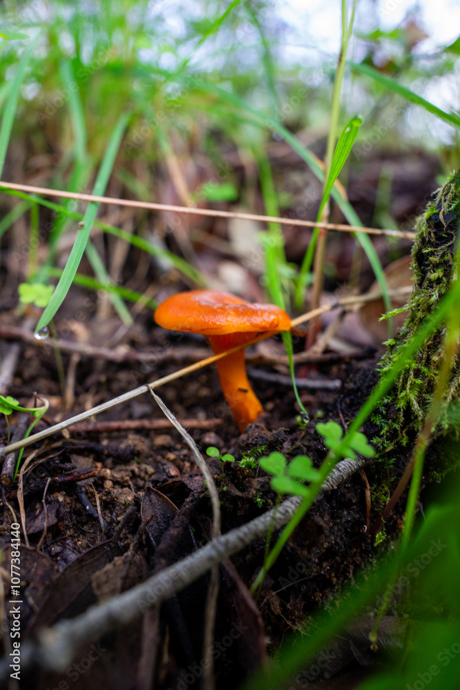 Vibrant orange wild mushrooms nestled in lush green vegetation, capturing the essence of untouched forest life. Perfect close-up for nature and botany themes. Vibrant orange wild mushrooms nestled in lush green vegetation, capturing the essence of untouched forest life. Perfect close-up for nature and botany themes.