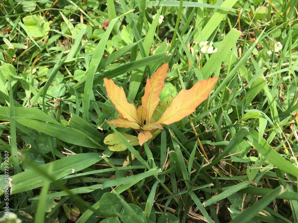 leaves on the grass leaves on the grass