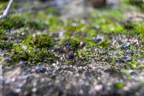 Close-up of a Camponotus japonicus ant navigating through lush green moss. The detailed texture of the ant contrasts beautifully with the soft, natural landscape, showcasing nature's tiny wonders.