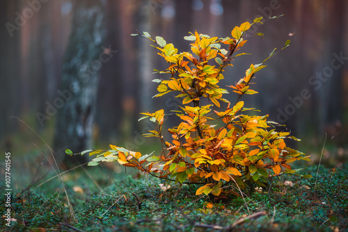 Lady in a yellow dress. 
Close-up of a small beech tree with orange and yellow autumn leaves in a deep forest. photo