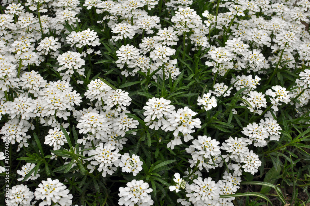 Iberis with white flowers grows in a flower bed Iberis with white flowers grows in a flower bed