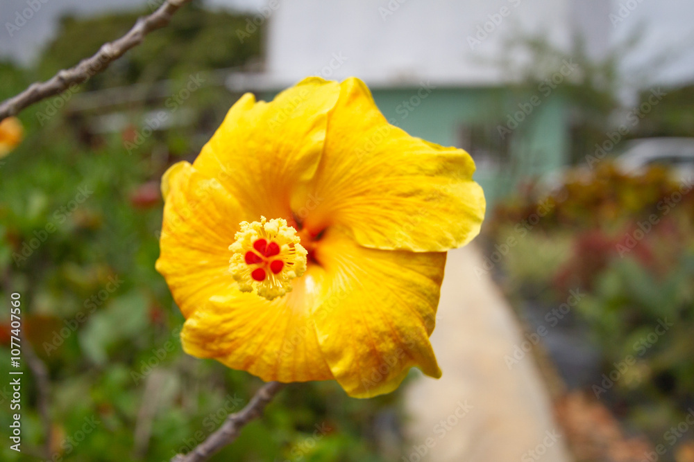 Obraz premium A vibrant yellow hibiscus flower blooms prominently against a softly blurred background. Its striking petals and detailed center draw attention amidst lush greenery.