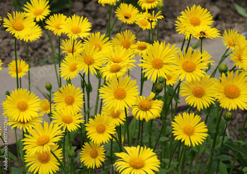 Doronicum orientale blooms in a flower bed