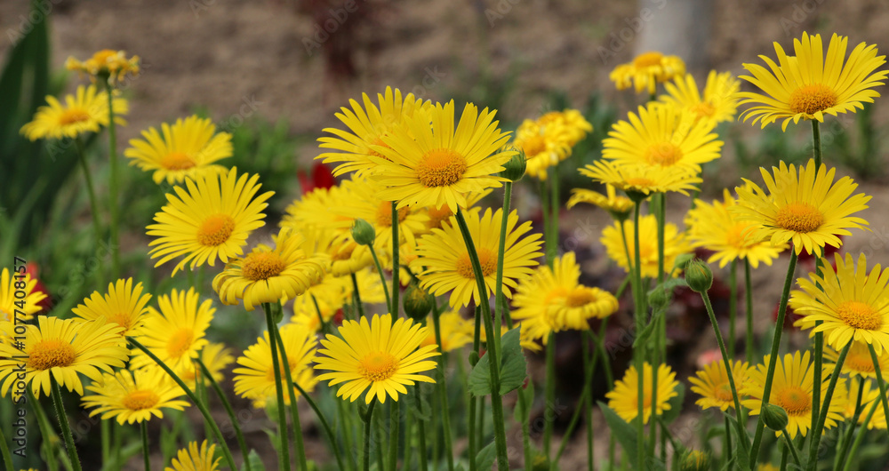 Obraz premium Doronicum orientale blooms in a flower bed