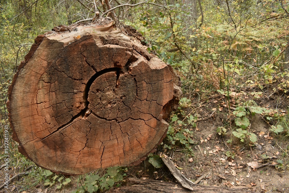 Fallen tree trunks inner rings in the forest Fallen tree trunks inner rings in the forest