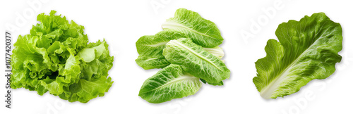Fresh green lettuce leaves isolated transparent background salad ingredients
