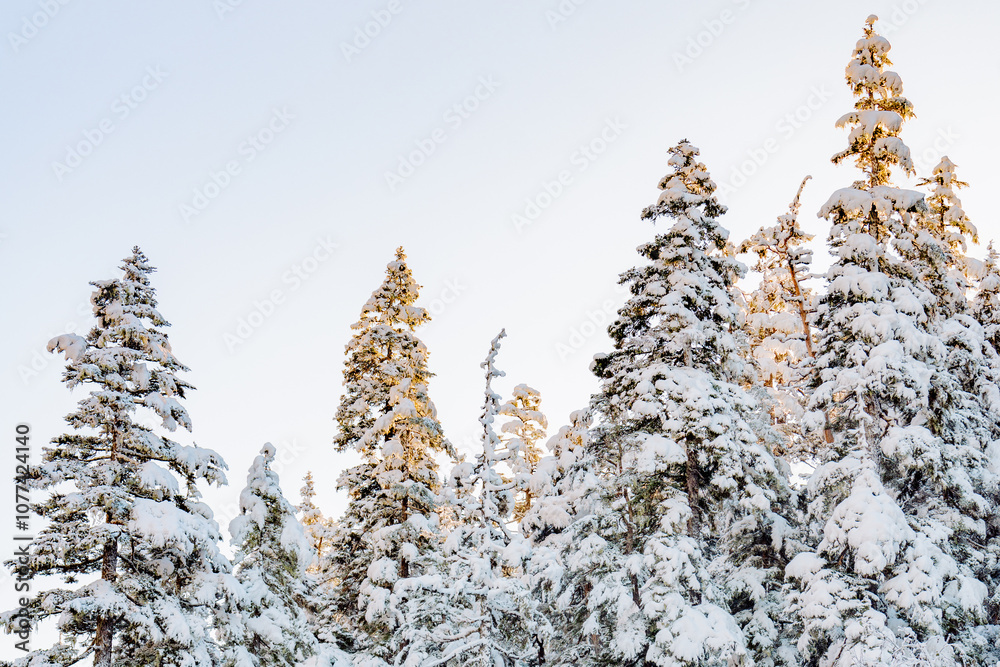 christmas trees in snow with sunshin christmas trees in snow with sunshin