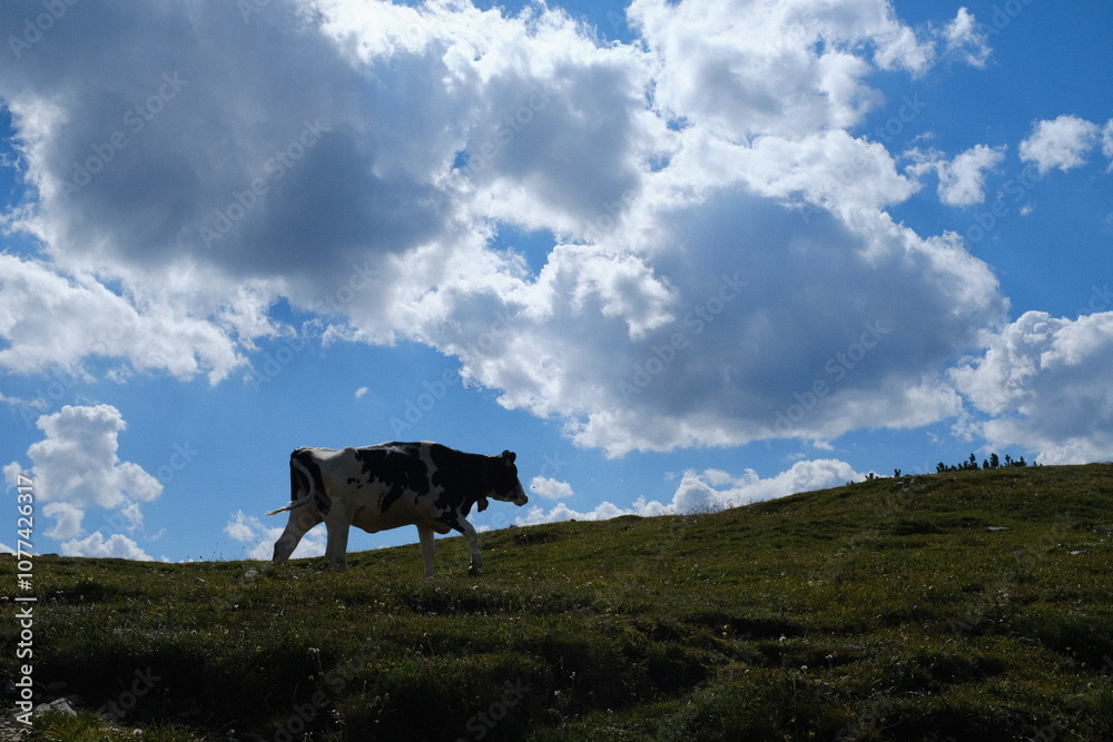 Fototapeta premium Cow in Italian Alps
