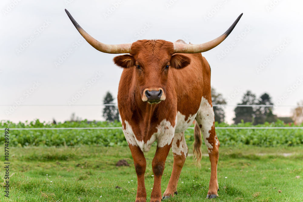 A Texas Longhorn stands in a green grassy field in Germany, gazing directly into the camera. A Texas Longhorn stands in a green grassy field in Germany, gazing directly into the camera.