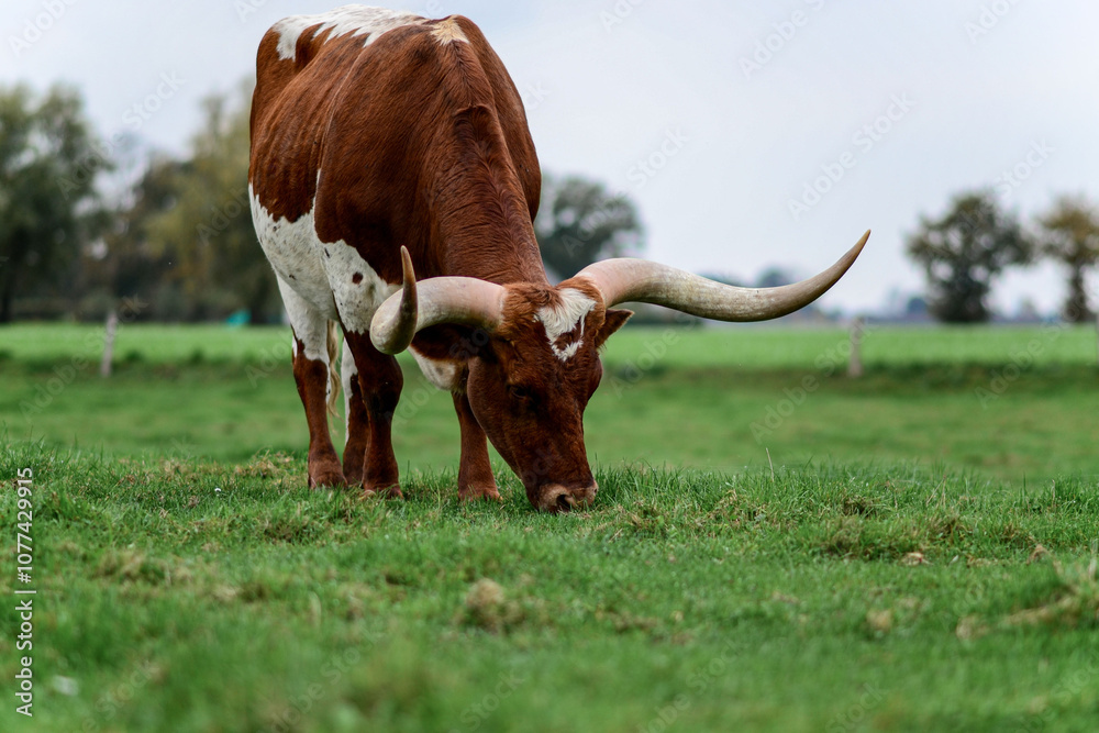 Texas Longhorns stand in a field, grazing on grass Texas Longhorns stand in a field, grazing on grass