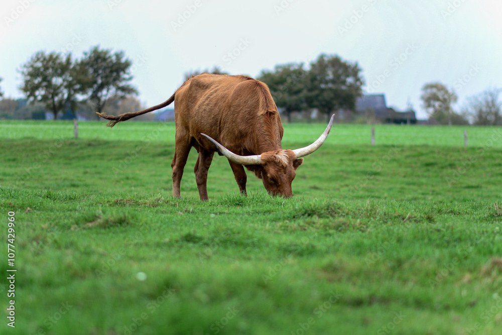 Texas Longhorns stand in a field, grazing on grass Texas Longhorns stand in a field, grazing on grass