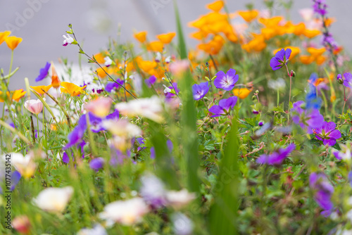 Colorful purple and orange flowers.