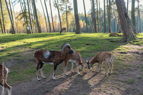 Das Bild zeigt eine idyllische Szene in einem Wild-Tierpark, in dem mehrere Rehe friedlich auf einer grünen Wiese grasen.  photo