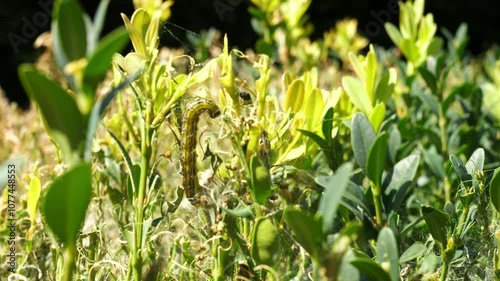 boxwood bush eaten by boxwood moth caterpillars
