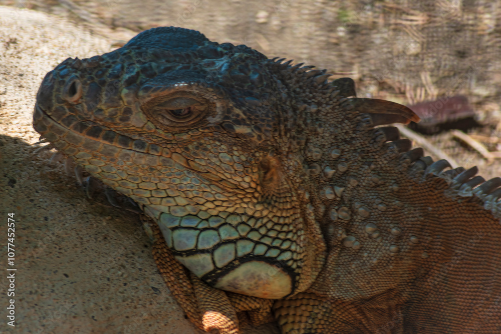 Obraz premium ography of beautiful iguanas in the middle of nature with a challenging look