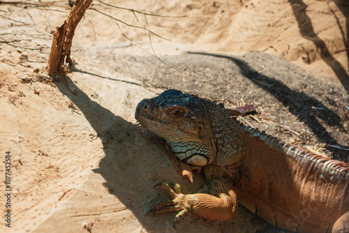 ography of beautiful iguanas in the middle of nature with a challenging look photo