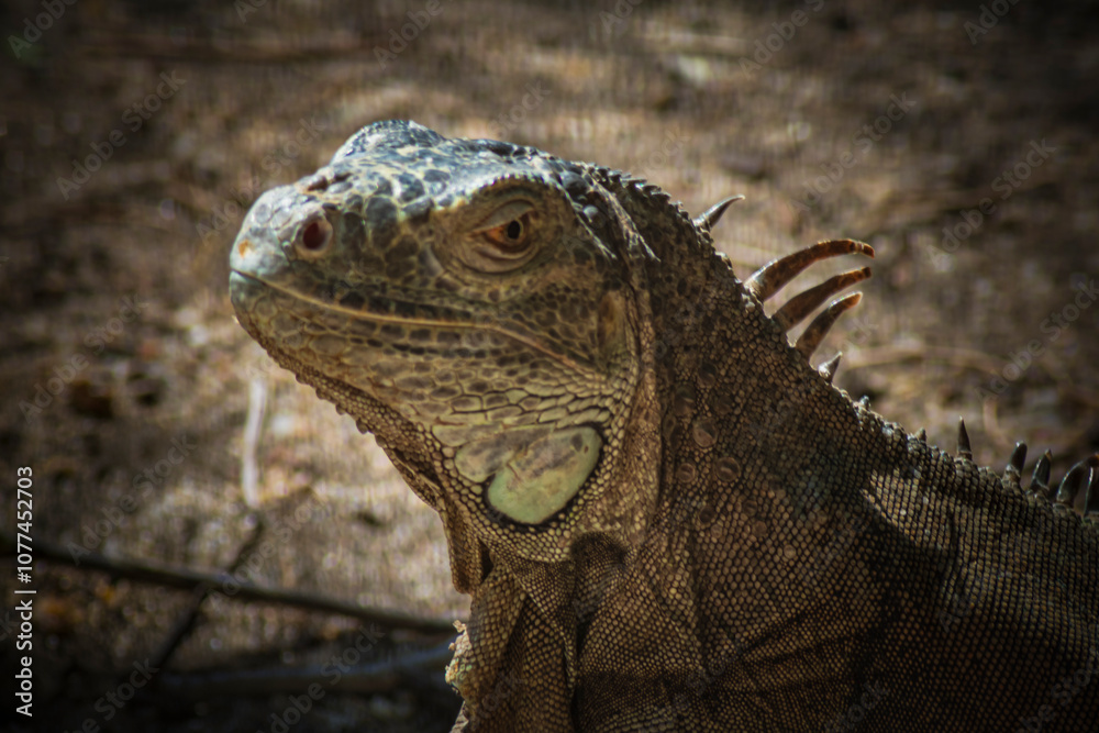 ography of beautiful iguanas in the middle of nature with a challenging look ography of beautiful iguanas in the middle of nature with a challenging look