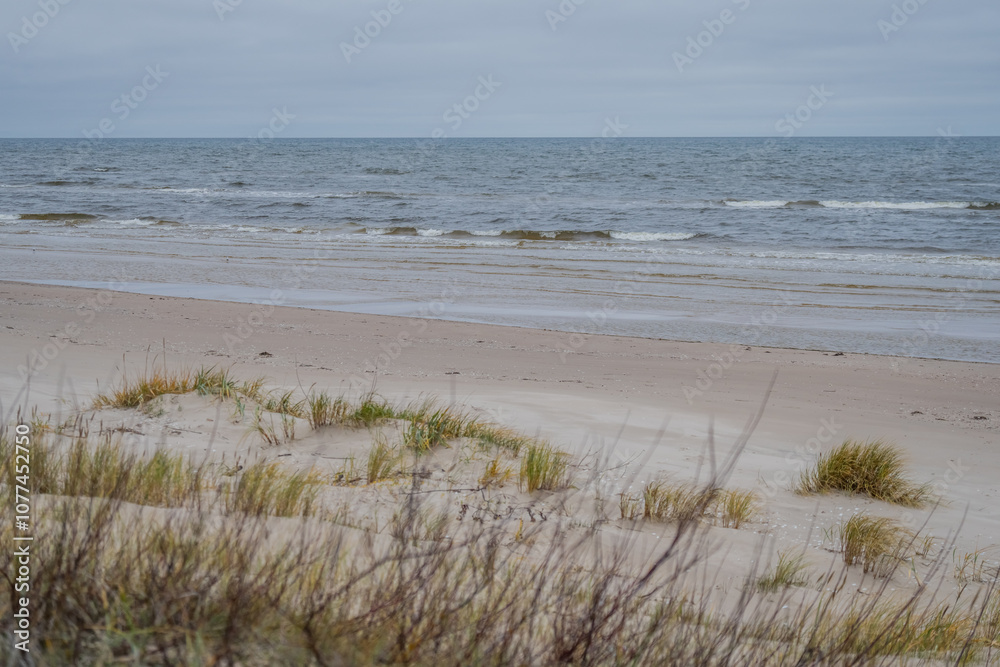 Vegetation dunes next to Baltic Sea. View of dune hillocks and small pine trees Vegetation dunes next to Baltic Sea. View of dune hillocks and small pine trees