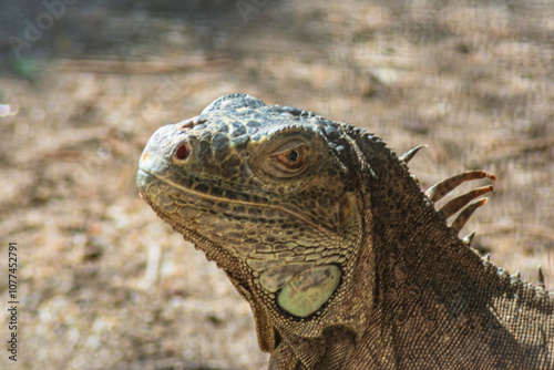 ography of beautiful iguanas in the middle of nature with a challenging look photo