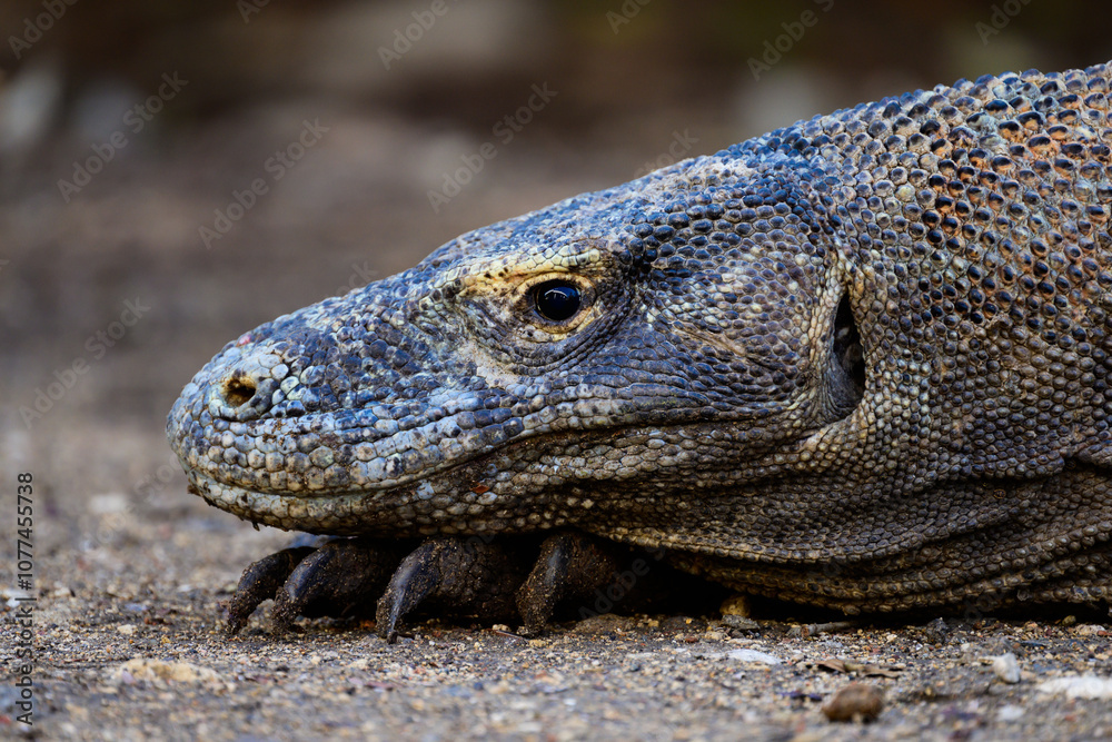Komodo Dragon or Monitor Lizard Head Close-Up on Rinca Island in Komodo National Park, Flores Komodo Dragon or Monitor Lizard Head Close-Up on Rinca Island in Komodo National Park, Flores
