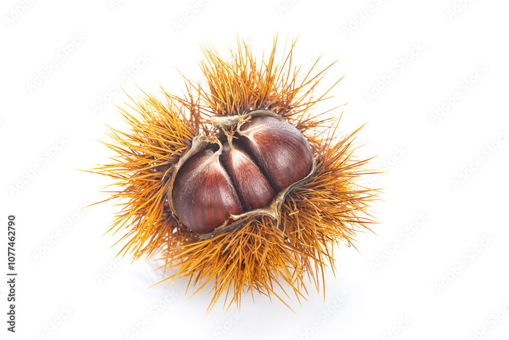 Chestnuts with leaves isolated on a white background
Chestnuts with leaves isolated on a white background