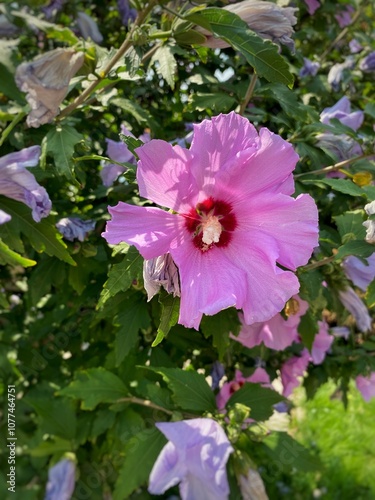 Pink hibiscus syriacus 