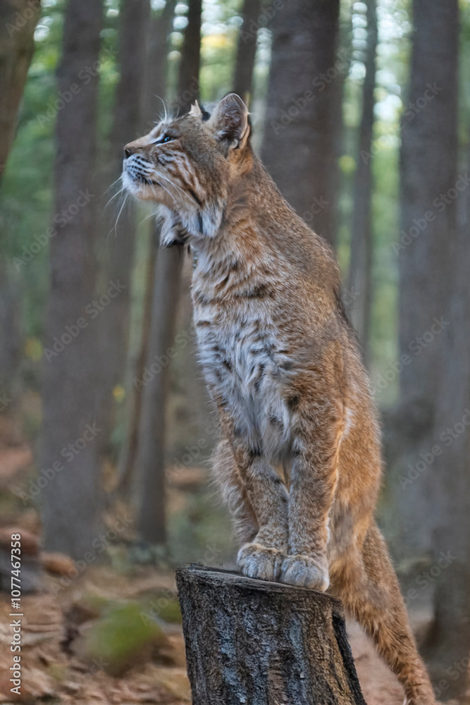 photography of lynxes in the middle of nature with a defiant look photography of lynxes in the middle of nature with a defiant look