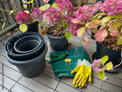 Gardening equipment yellow gloves, empty flower pots, garden averruncator scissors and blooming pink hydrangeas with dried flowers in balcony garden in autumn winter time