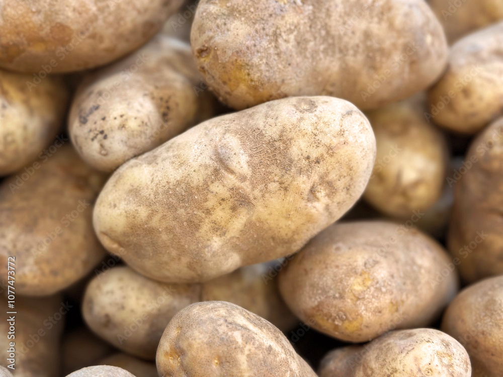 Russet potatoes Russet potatoes