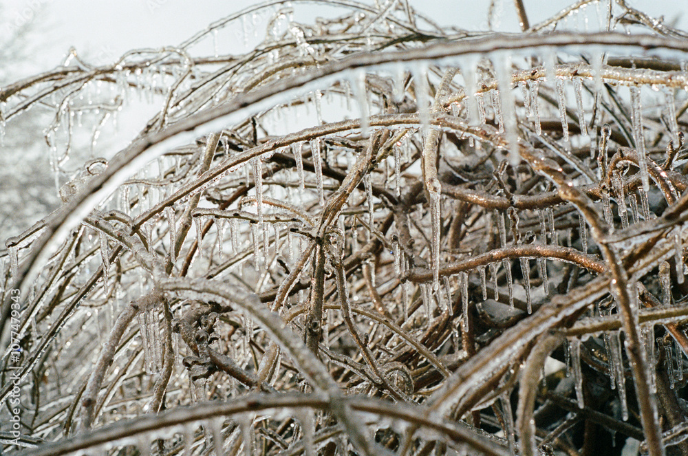 Hundreds of tiny icicles cover branches after Maine winter storm Hundreds of tiny icicles cover branches after Maine winter storm