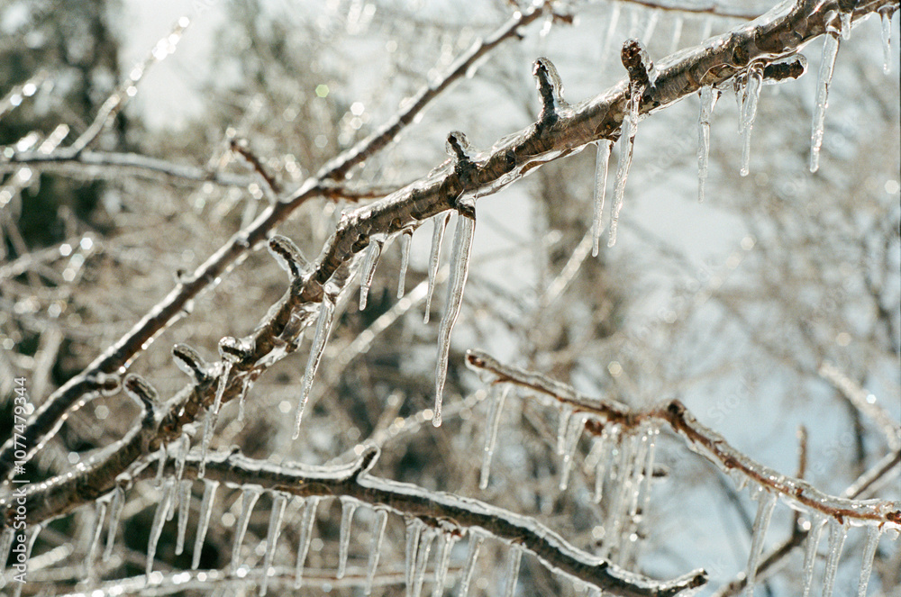 Icicles covering branches of a tree after a winter storm in Maine Icicles covering branches of a tree after a winter storm in Maine