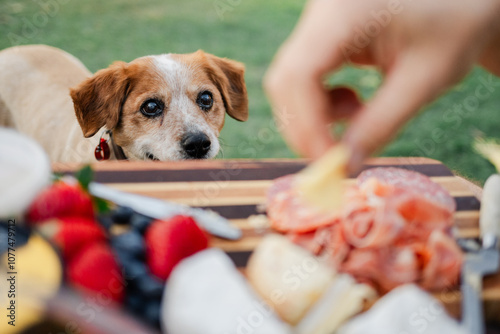 Old dog eyeing off food platter