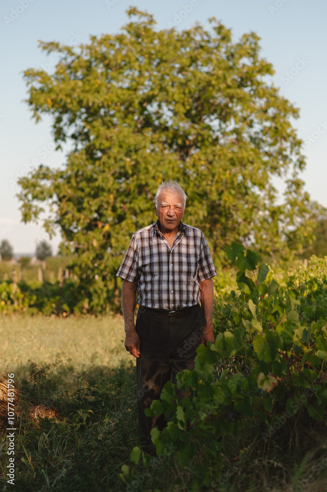 Elderly man strolling in sunny vineyard Elderly man strolling in sunny vineyard