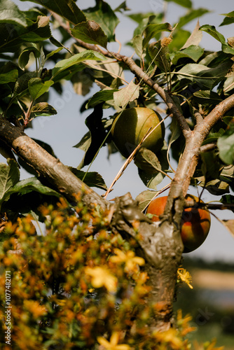 The fully matured fruits of the apple tree photo