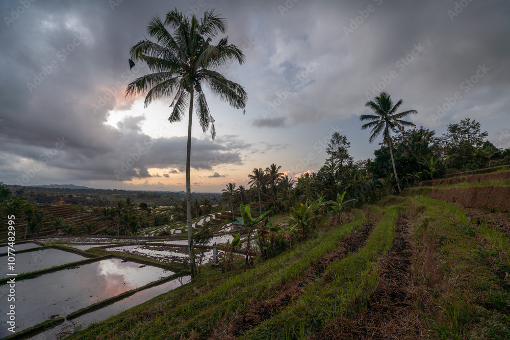 Jatiluwih Rice Terraces at sunset, Bali, Indonesia Jatiluwih Rice Terraces at sunset, Bali, Indonesia