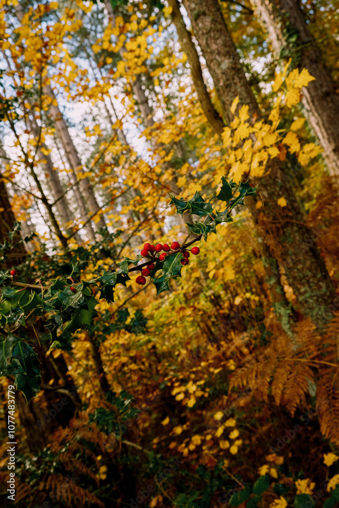 Colorful autumn foliage and vibrant red berries Colorful autumn foliage and vibrant red berries