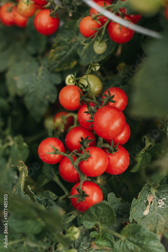 Cherry tomatoes on the vine