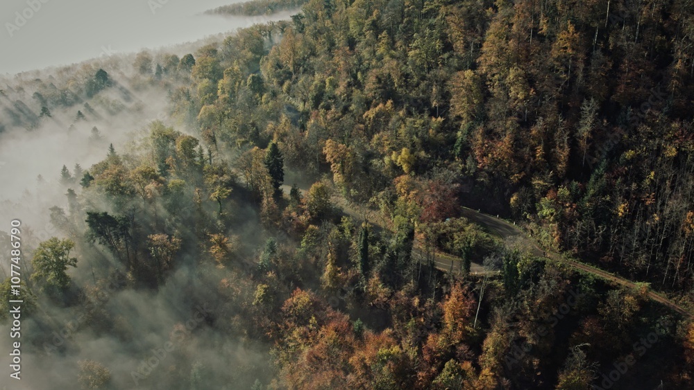 A road in a misty forest A road in a misty forest