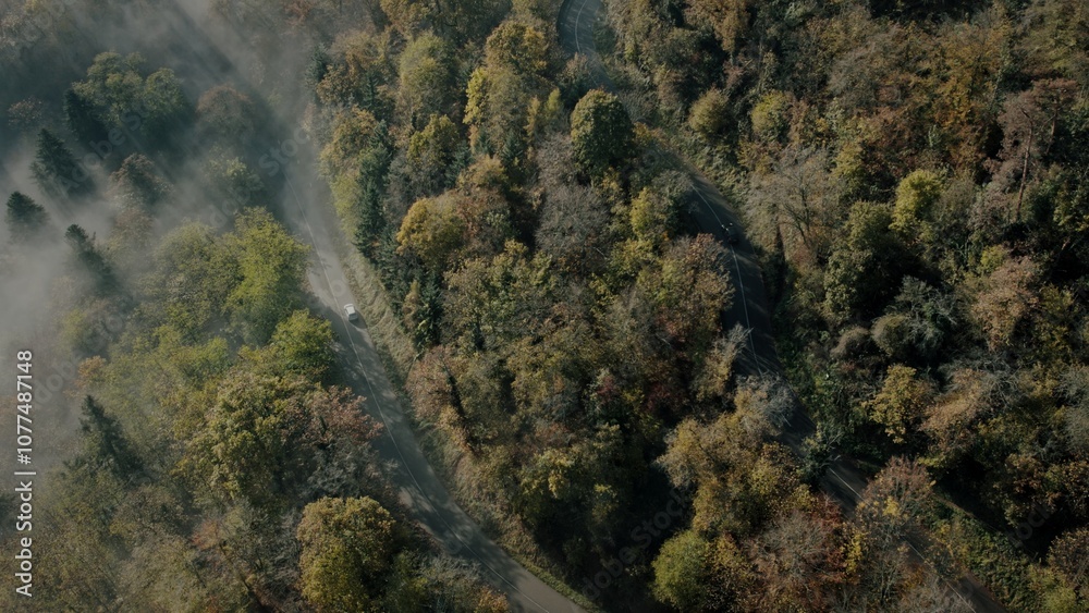 A road in a misty forest A road in a misty forest