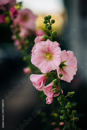 Common Hollyhock photo