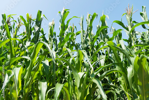 Corn field against clear sky photo