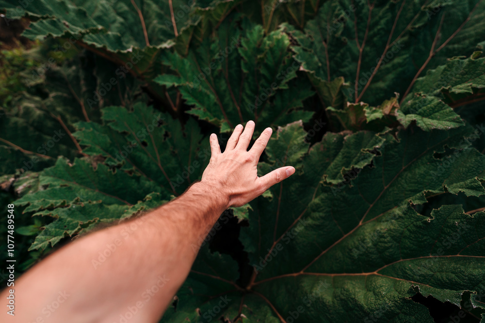 POV hand touching vegetation POV hand touching vegetation
