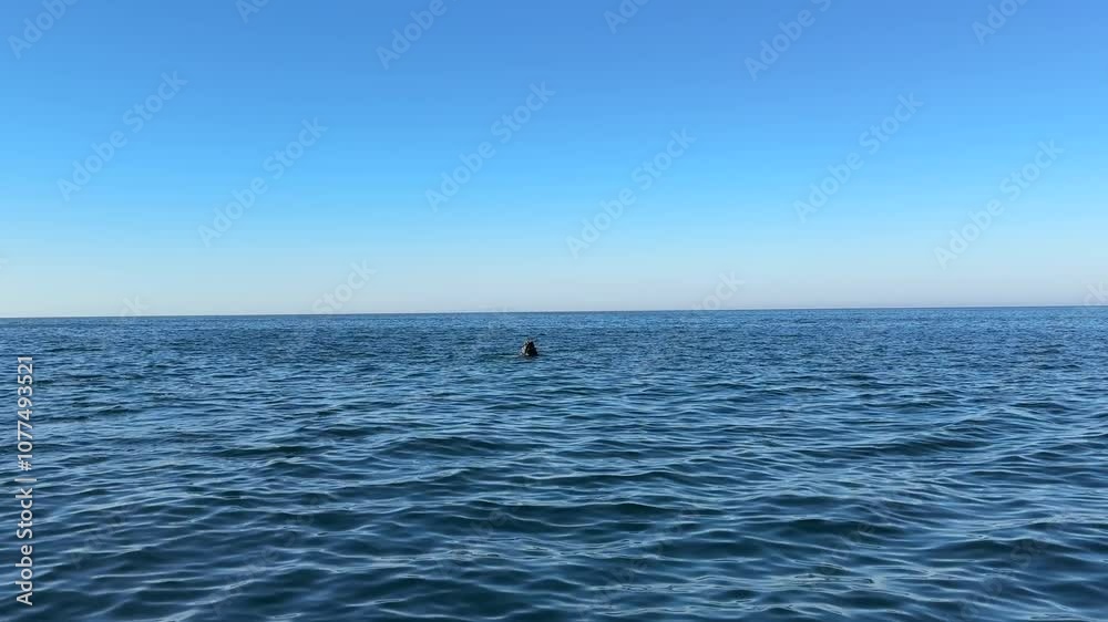 Humpback Whale Watching in Newport Beach, California Humpback Whale Watching in Newport Beach, California